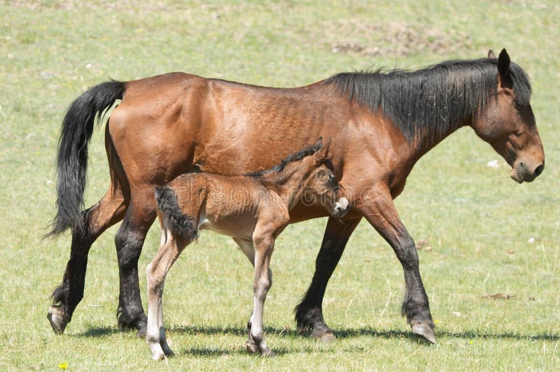 Mare and foal royalty free stock images
