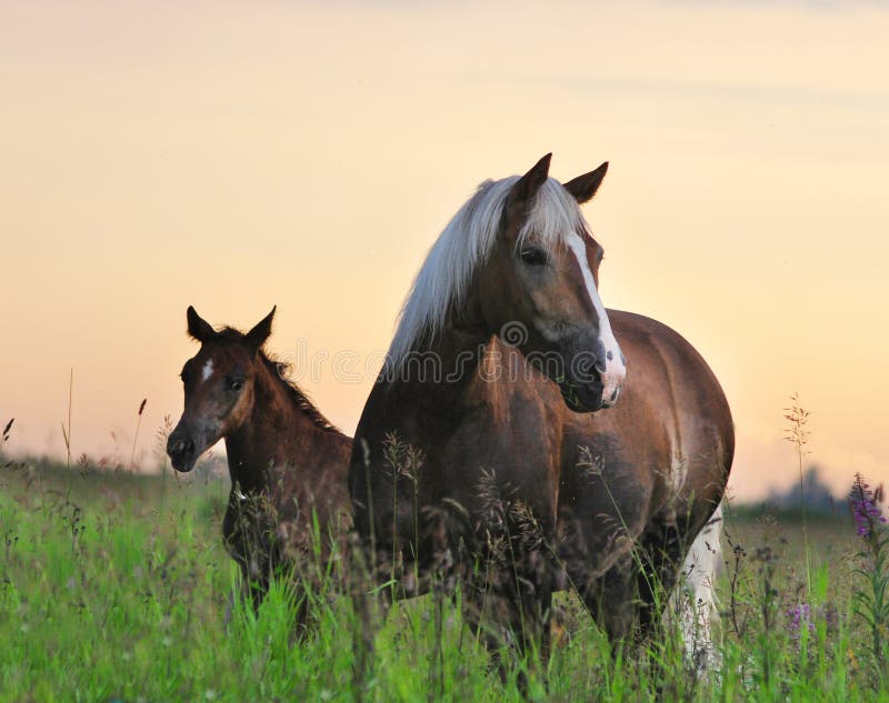 Mare and foal