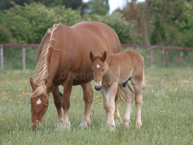 Mare and Foal royalty free stock photography