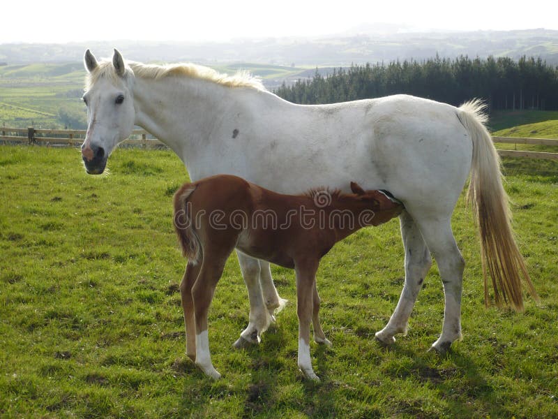 Mare with foal