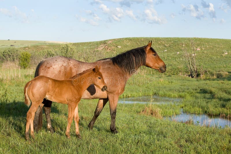 Mare and Foal