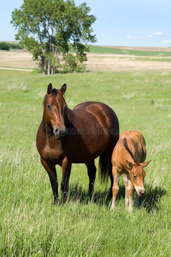 Mare and foal