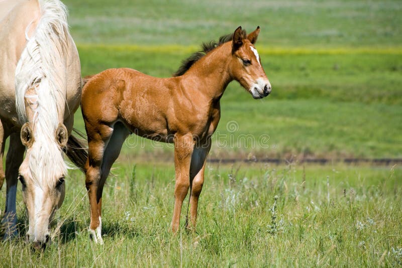 Mare and foal