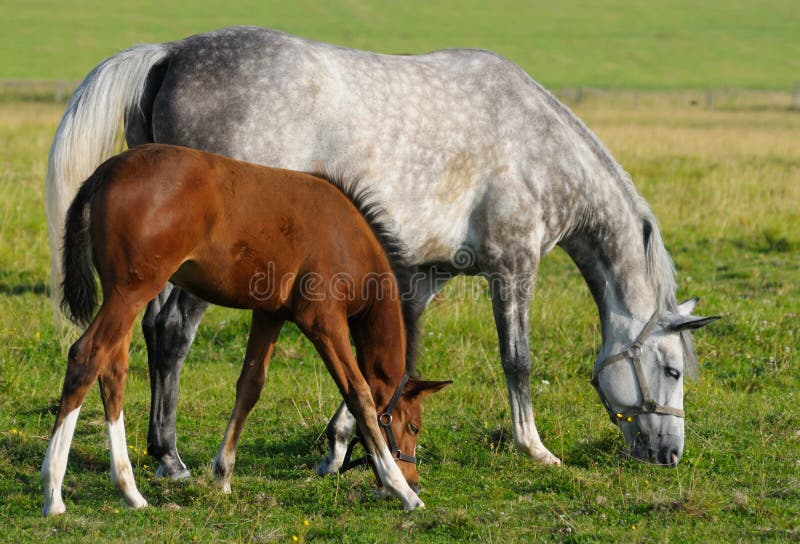 Mare and foal