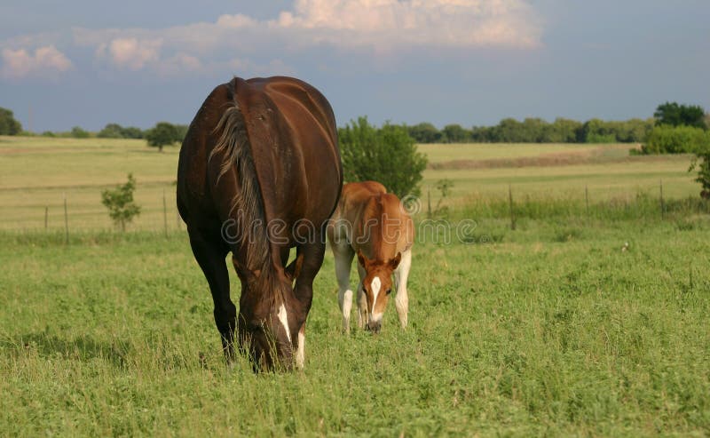 Mare and Foal