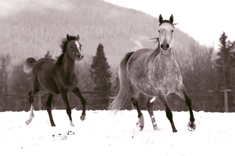 Mare and Foal canter in snow