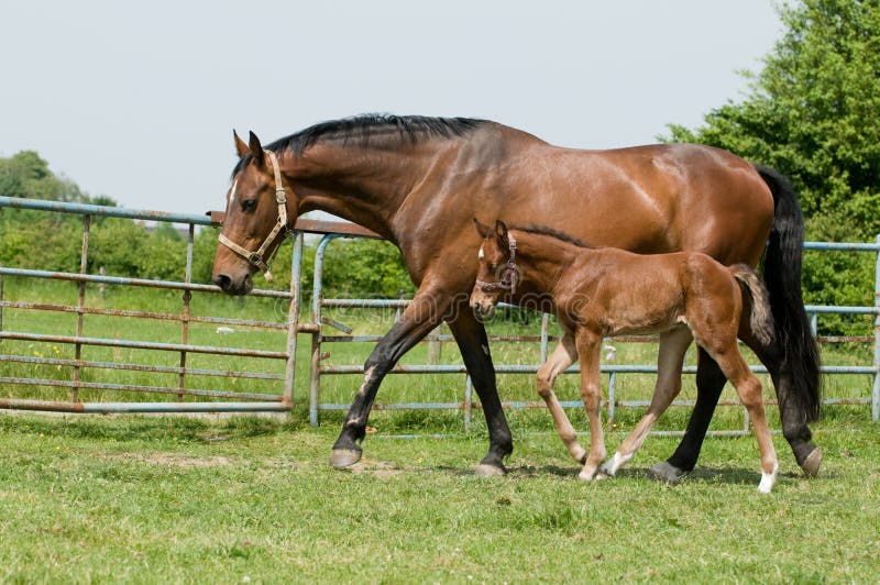 Mare and foal in the field royalty free stock photography