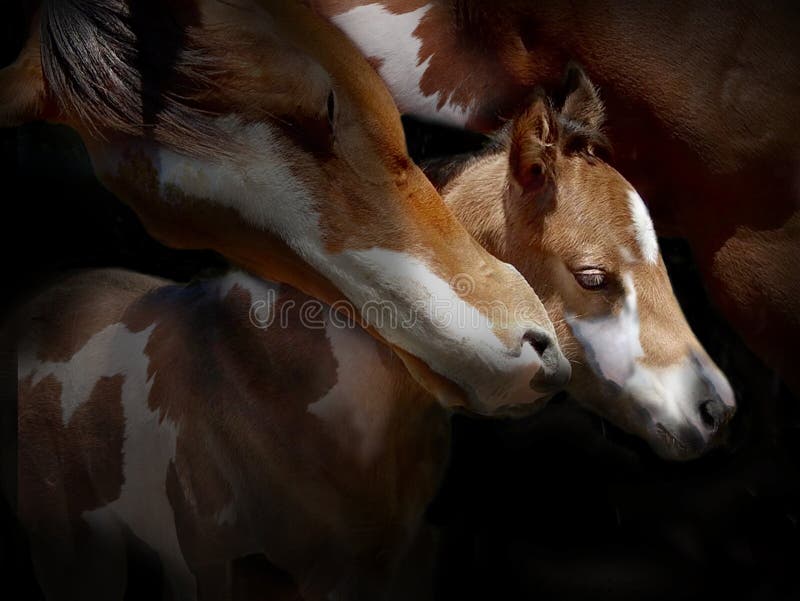 Mare and foal