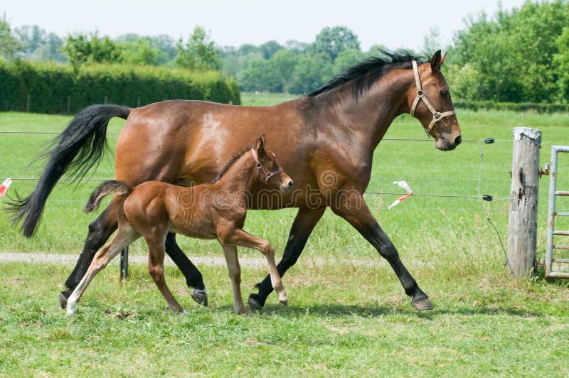 Mare and foal running