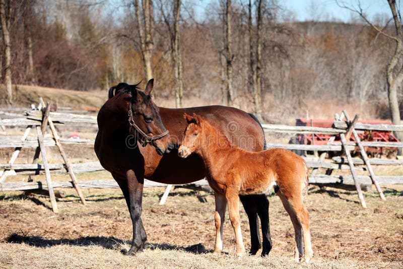 Mare and foal in Springtime