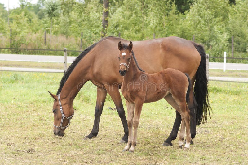 Mare with foal standing in a meadow royalty free stock photography