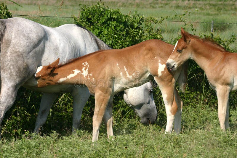 Mare and Foals