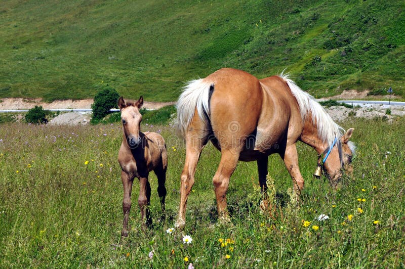 Mare and Her Colt royalty free stock photo
