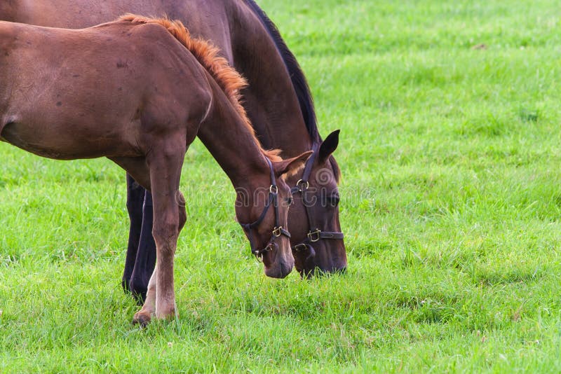 Mare with her colt on pastures of horse farms.