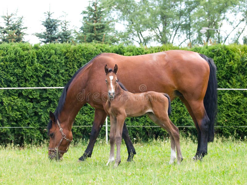 Mare with newborn foal royalty free stock images