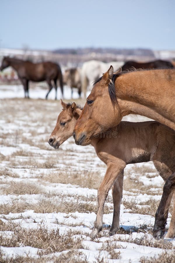 Mare and quarter horse foal