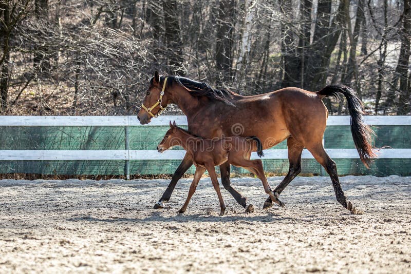 Mare and colt in the paddock