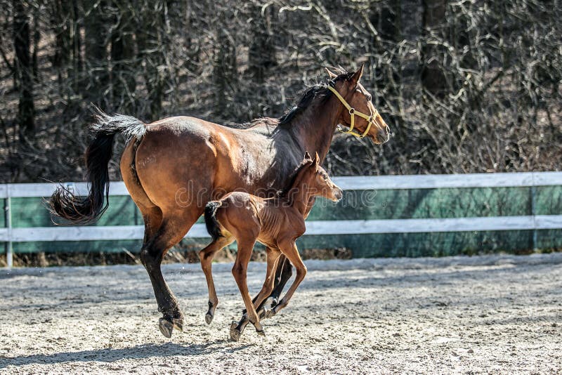 Mare and colt in the paddock