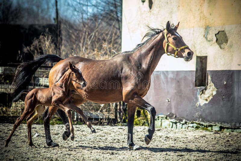 Mare and colt in the paddock