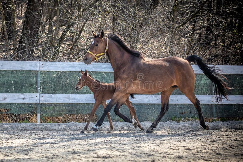 Mare and colt in the paddock