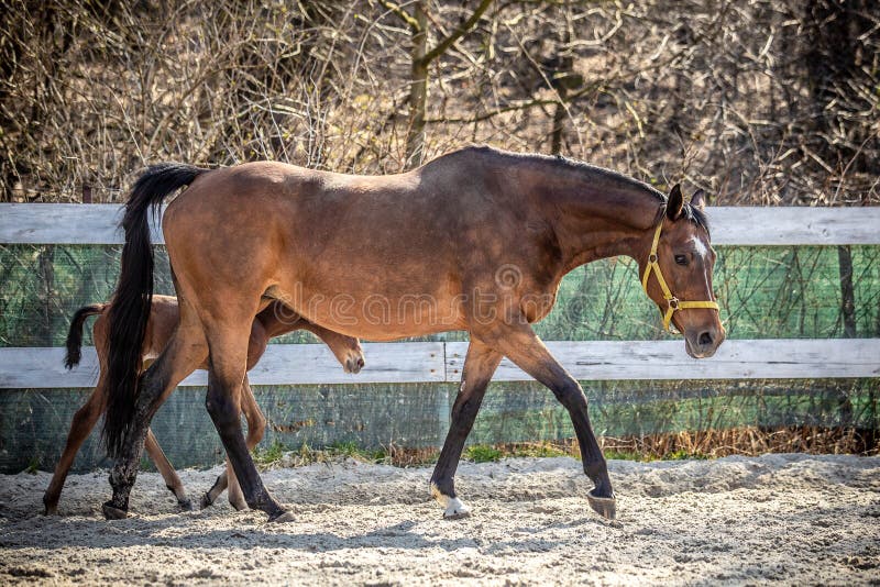 Mare and colt in the paddock