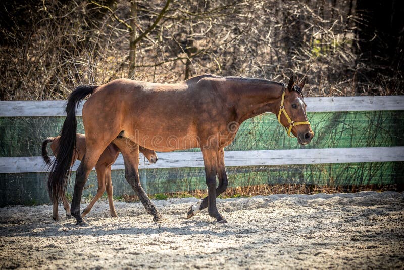 Mare and colt in the paddock