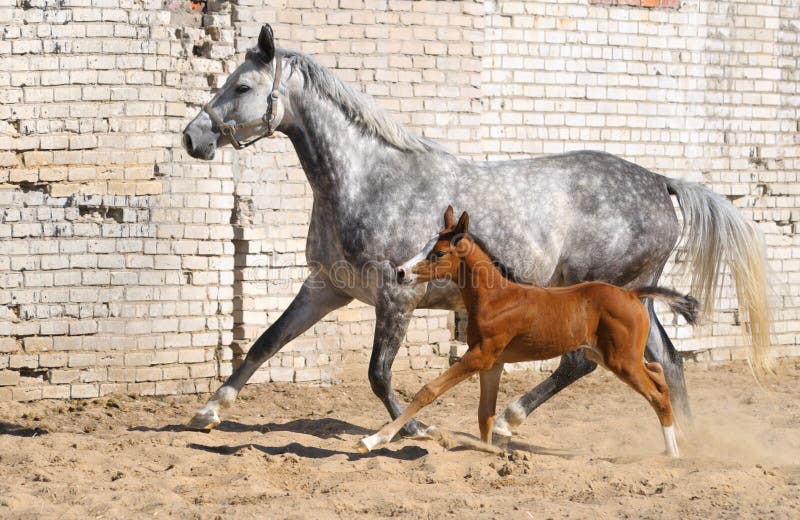 Mare and small foal