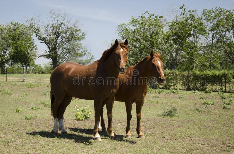 Mare and Stallion stock images