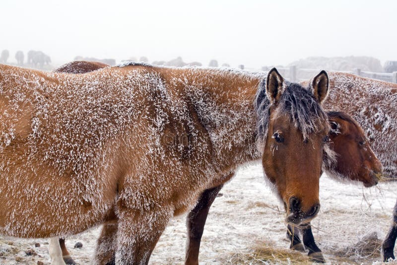 Mare in winter