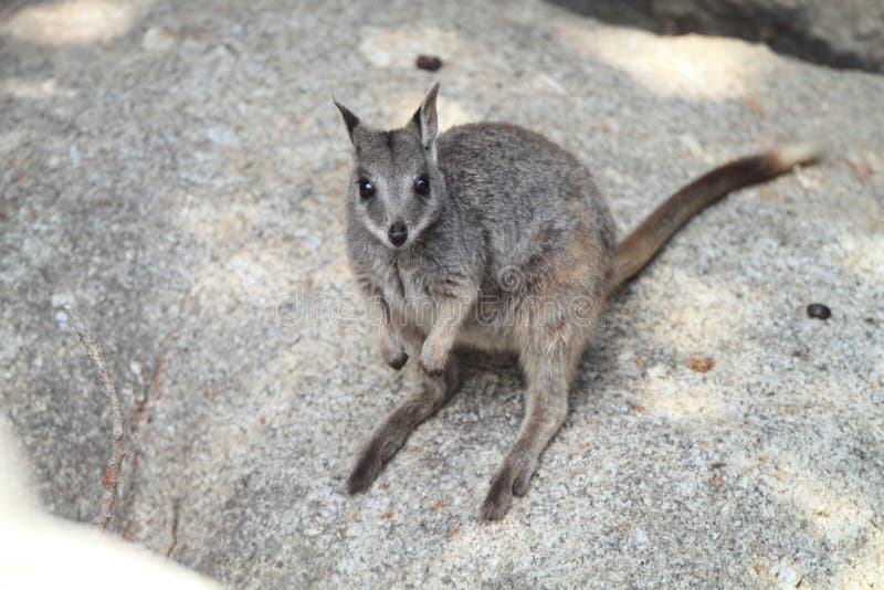 Mareeba Rock Wallaby stock photography
