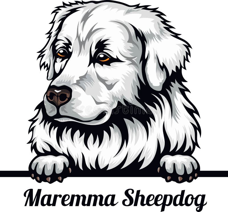 Maremma Sheepdog Peeking Stock Illustrations – 2 Maremma Sheepdog ...