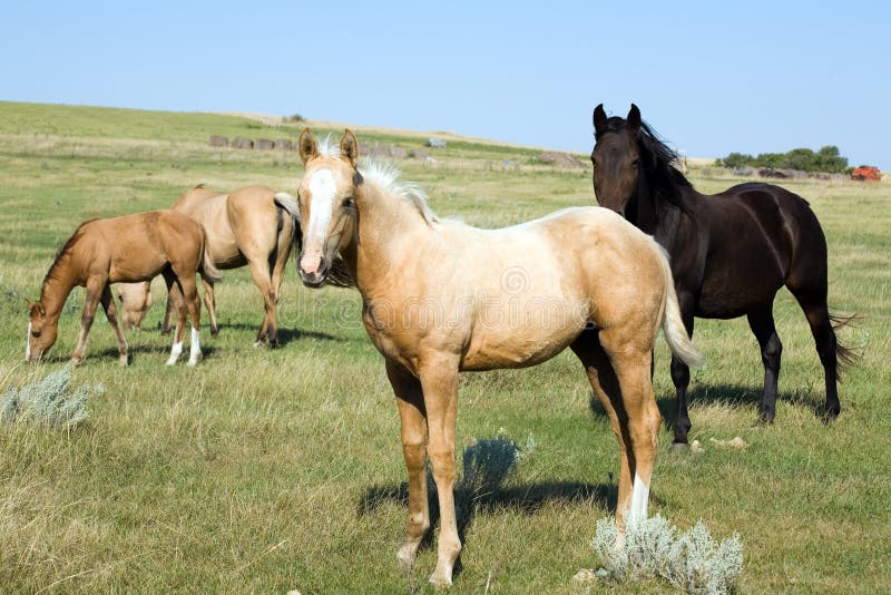 Mares and Foals In Pasture