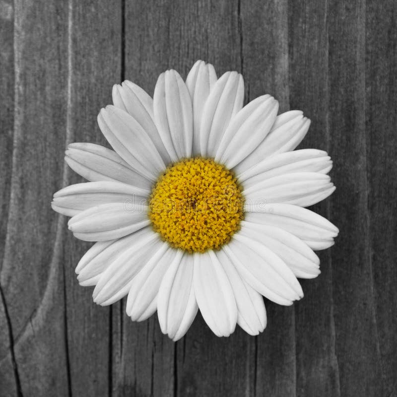 Margarida imagem de stock royalty free Margarida imagem de stock royalty free