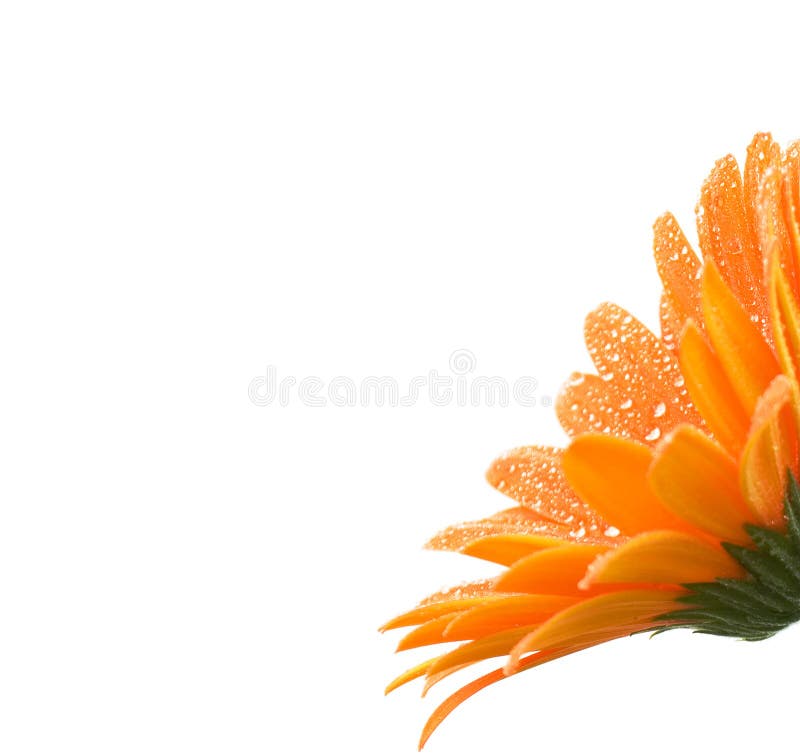 Margarida alaranjada do gerber imagens de stock Margarida alaranjada do gerber imagens de stock