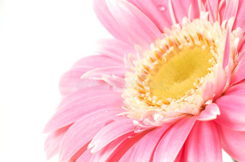 Margarida cor-de-rosa imagem de stock Margarida cor-de-rosa imagem de stock