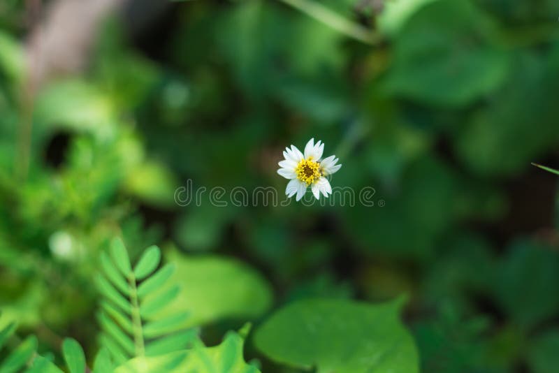 Margarida mexicana foto de stock royalty free Margarida mexicana foto de stock royalty free
