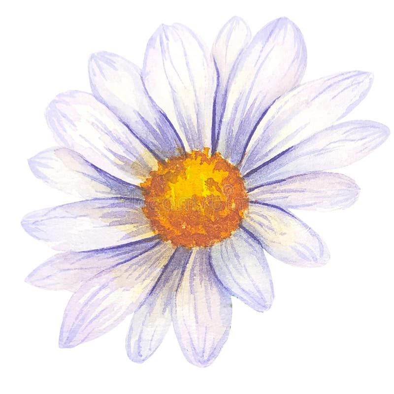 Margarida Flor Aquarela PNG , Aquarela, Mão, Empate PNG Imagem para  download gratuito