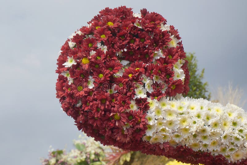 Daisy with red petals and yellow pistils and Chrysanthemum with white petals and yellow pistils. Flowers arranged to resemble round object displayed at Baguio Flower Festival. Photo taken in Baguio, Philippines, Southeast Asia on March 1, 2015. Daisy with red petals and yellow pistils and Chrysanthemum with white petals and yellow pistils. Flowers arranged to resemble round object displayed at Baguio Flower Festival. Photo taken in Baguio, Philippines, Southeast Asia on March 1, 2015.