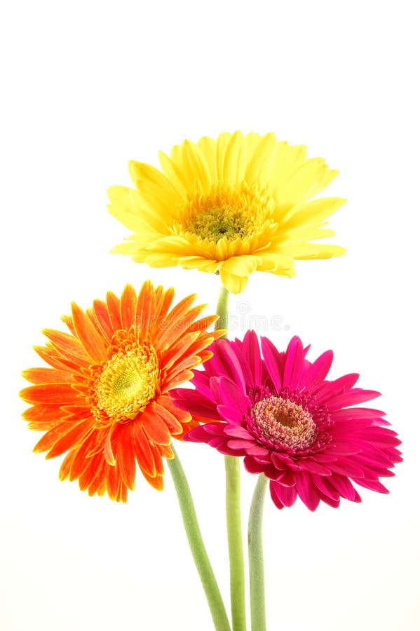 Margaridas coloridas do gerber imagens de stock Margaridas coloridas do gerber imagens de stock