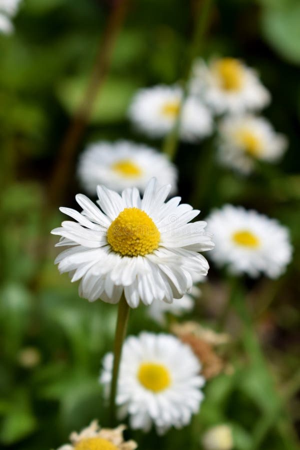 Margaridas do jardim foto de stock. Imagem de nave, vivo  118085210