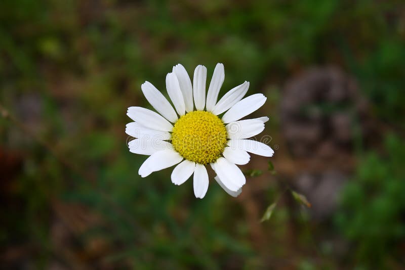 Margarita imagen de archivo. Imagen de invierno, hoja 119632957