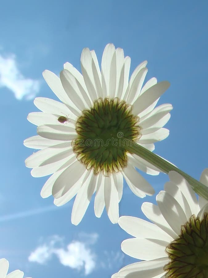 Margarita blanca contra el cielo oscuro con las nubes ligeras imagen de archivo libre de regalías Margarita blanca contra el cielo oscuro con las nubes ligeras imagen de archivo libre de regalías