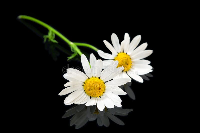 Margarita de ojo de buey de dos flores foto de archivo libre de regalías Margarita de ojo de buey de dos flores foto de archivo libre de regalías