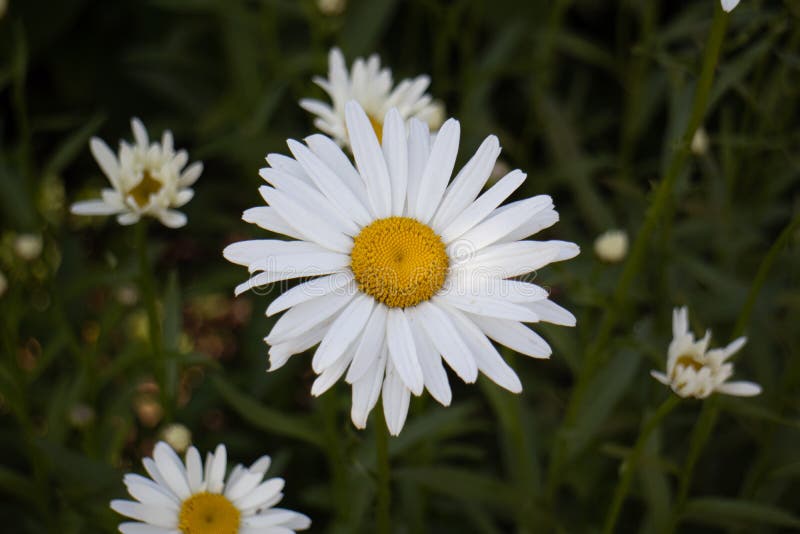 Margarita Flower in Gardens Stock Image Image of plant, growth 106881817