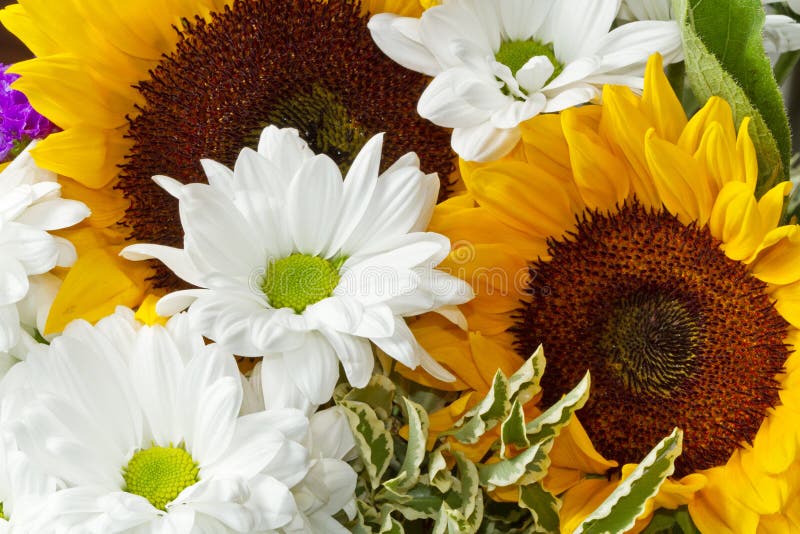 Margarita y girasol foto de archivo. Imagen de flor, belleza 20408698