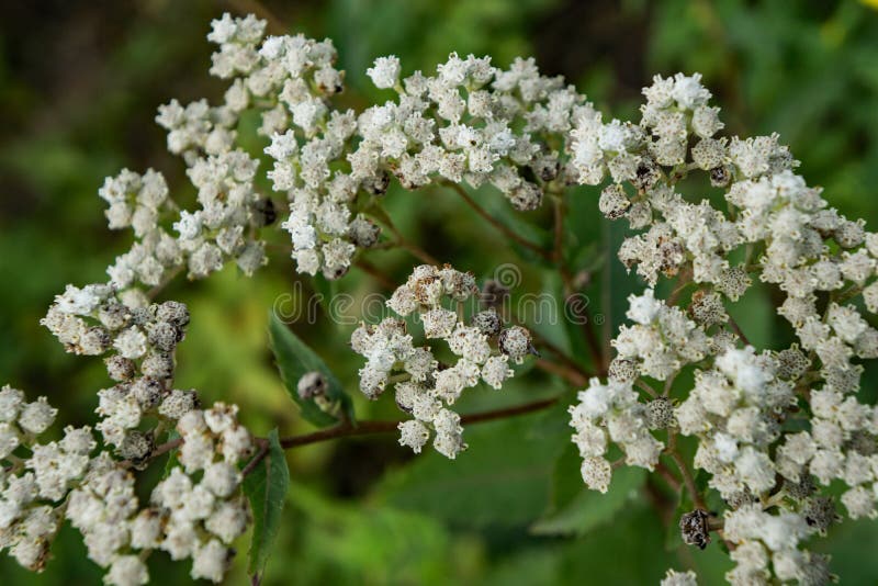 Margaritacea Anaphalis жемчужного вековечного †« стоковое фото rf Margaritacea Anaphalis жемчужного вековечного †« стоковое фото rf