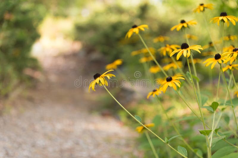 Margaritas amarillas que florecen al lado de un camino del jardín con luz del sol caliente en fondo foto de archivo libre de regalías Margaritas amarillas que florecen al lado de un camino del jardín con luz del sol caliente en fondo foto de archivo libre de regalías