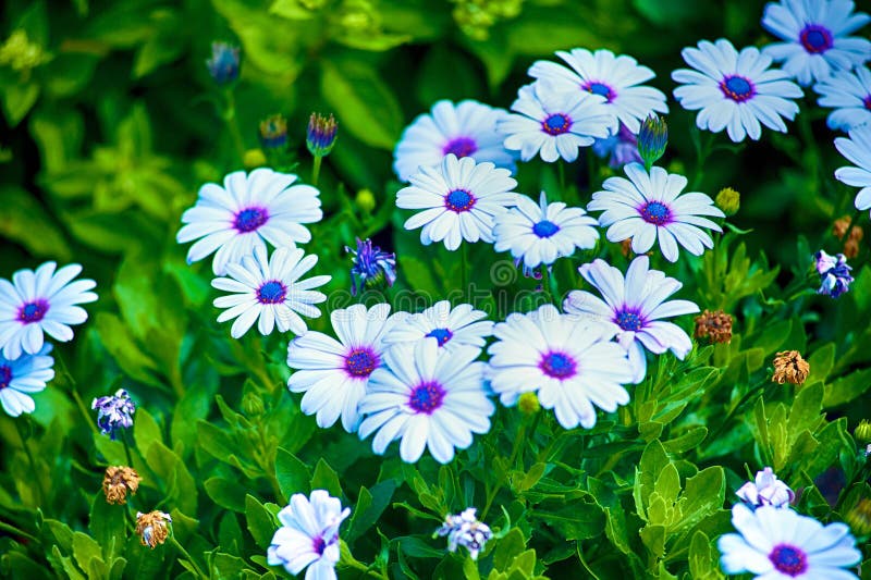 Margaritas azules foto de archivo. Imagen de azul, exterior 45306032