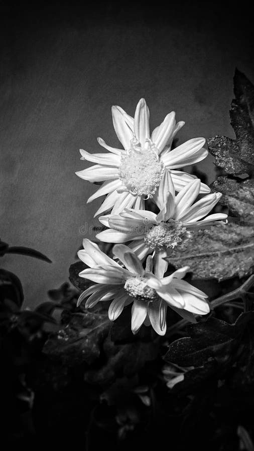 Margaritas stock photo. Image of blanco, margaritas 265767038