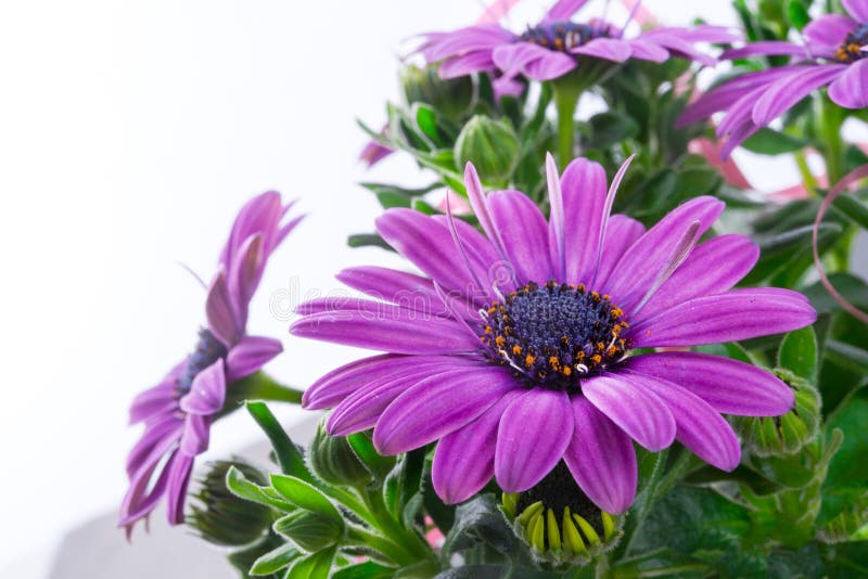 Margaritas violetas imagen de archivo. Imagen de belleza - 39915901
